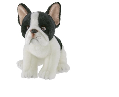 Picture of Oliver the French Bulldog