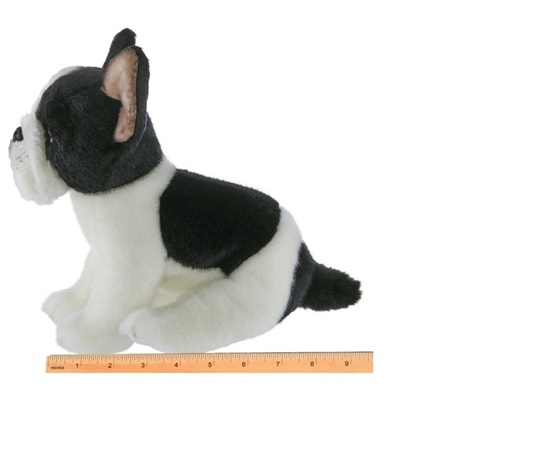 Picture of Oliver the French Bulldog