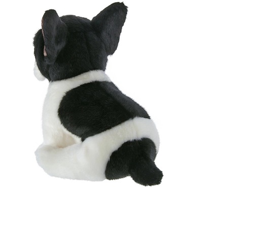 Picture of Oliver the French Bulldog